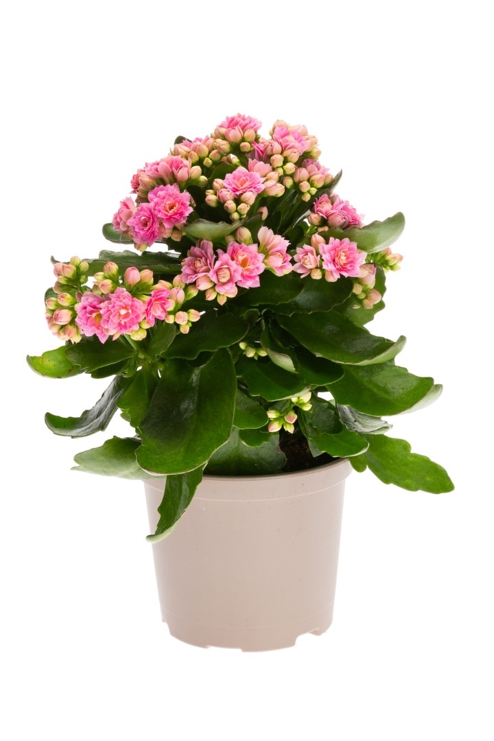 Kalanchoe mix, in ghiveci, 10.5 cm