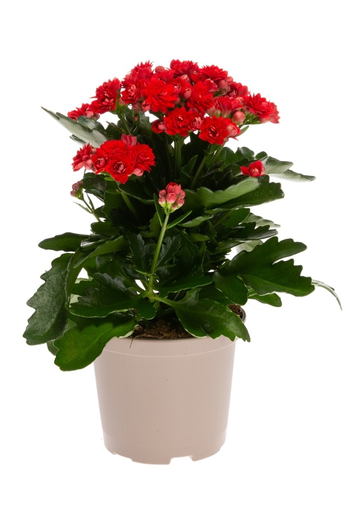 Kalanchoe mix, in ghiveci, 10.5 cm