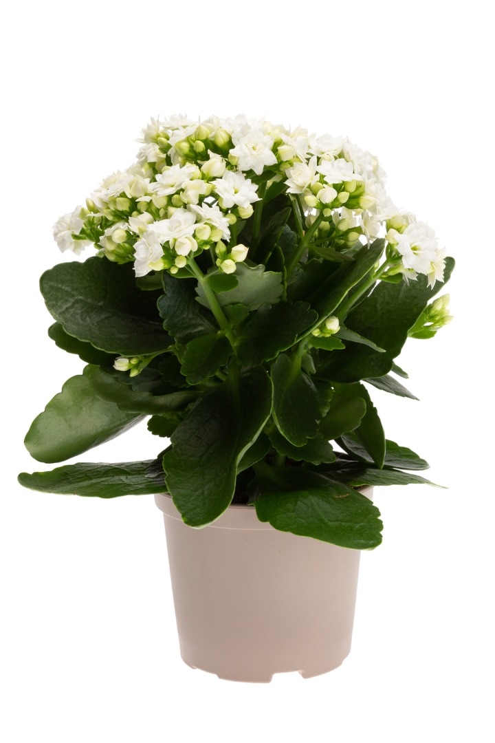 Kalanchoe mix, in ghiveci, 10.5 cm