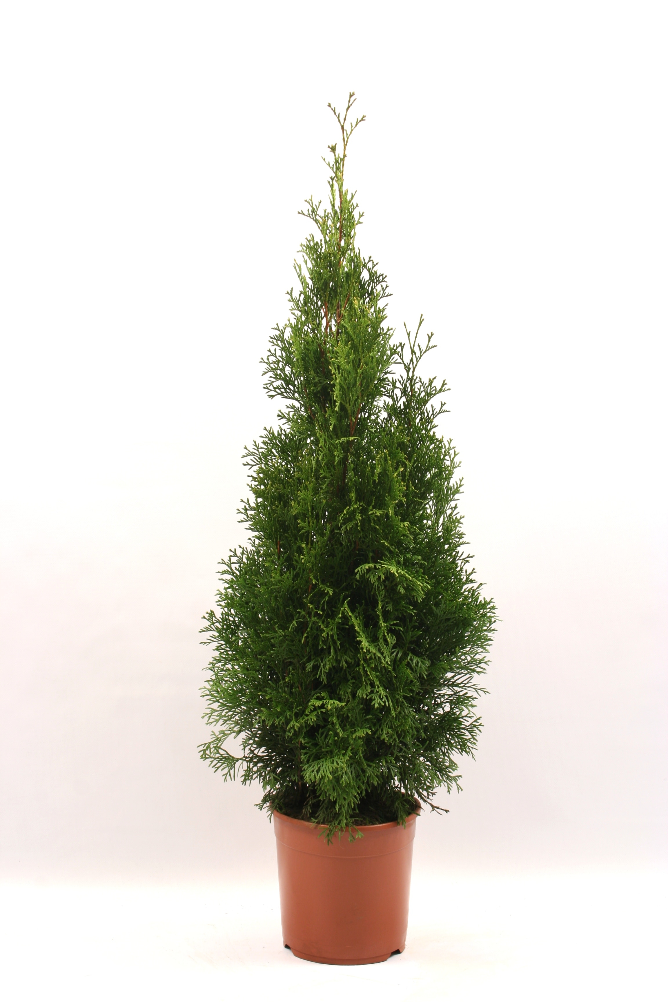 Thuja Occidentalis Smargd, inaltime 50 - 70 cm