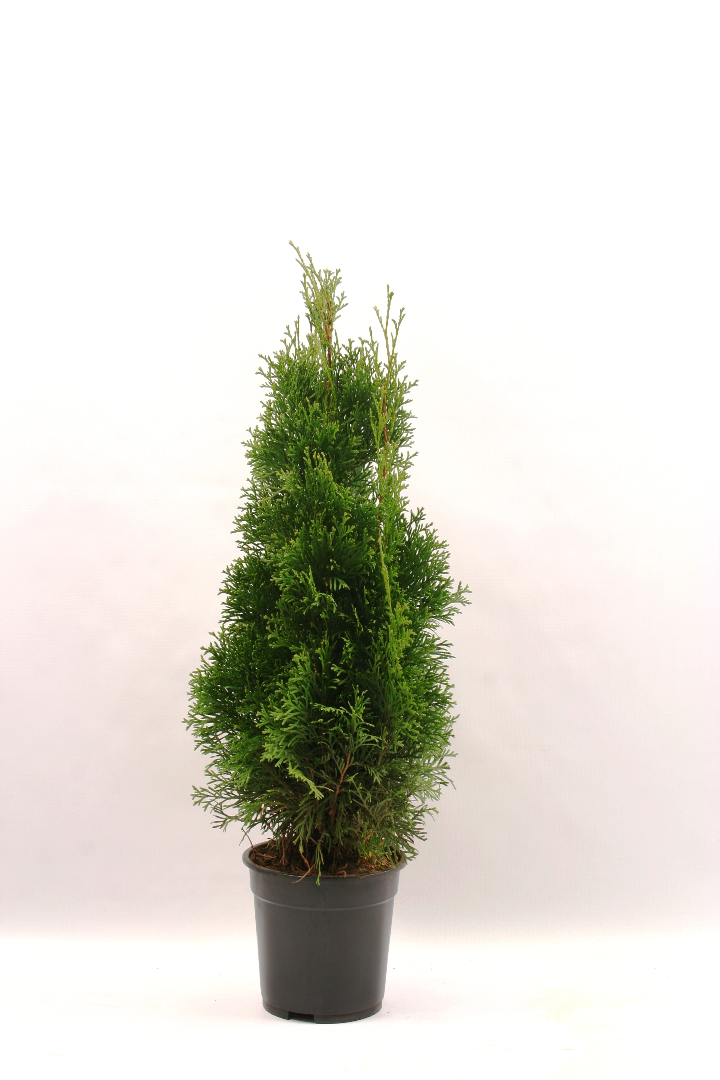 Thuja Occidentalis Smargd, inaltime 50 - 70 cm