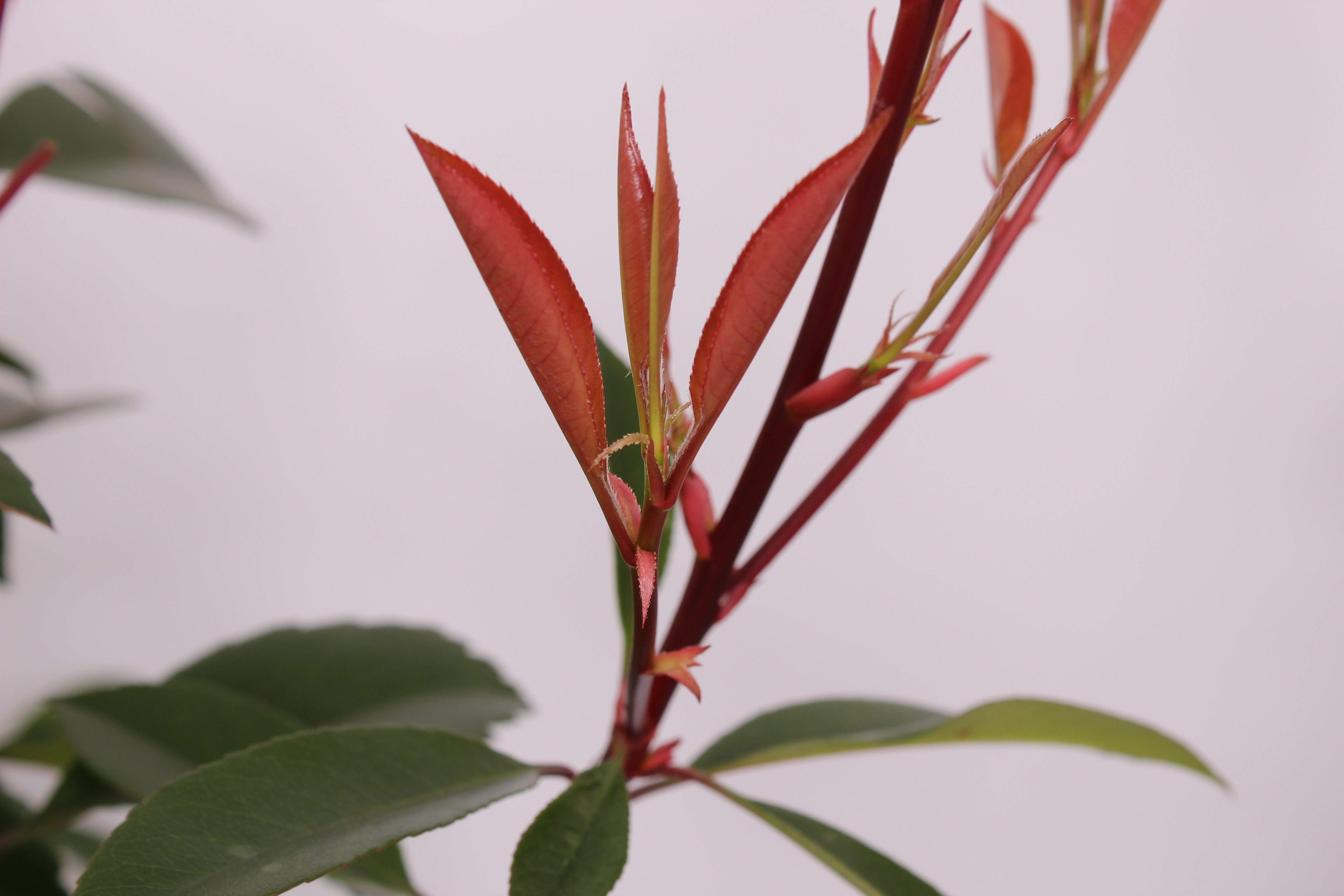 Photinia fraserii Red Robin