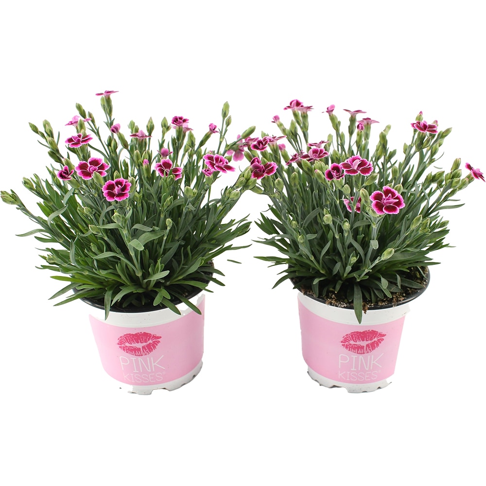 Mix plante verzi, H20-30 cm, D12 cm