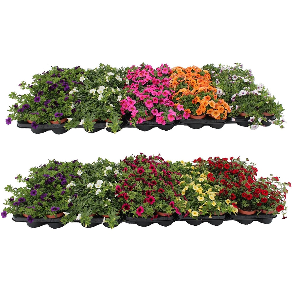 Mix plante verzi, H20-30 cm, D12 cm
