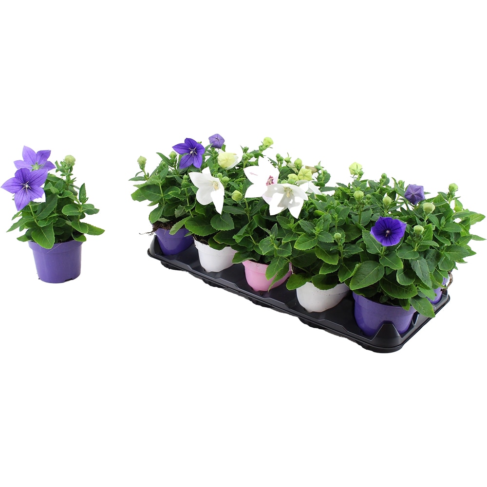 Mix plante verzi, H20-30 cm, D12 cm