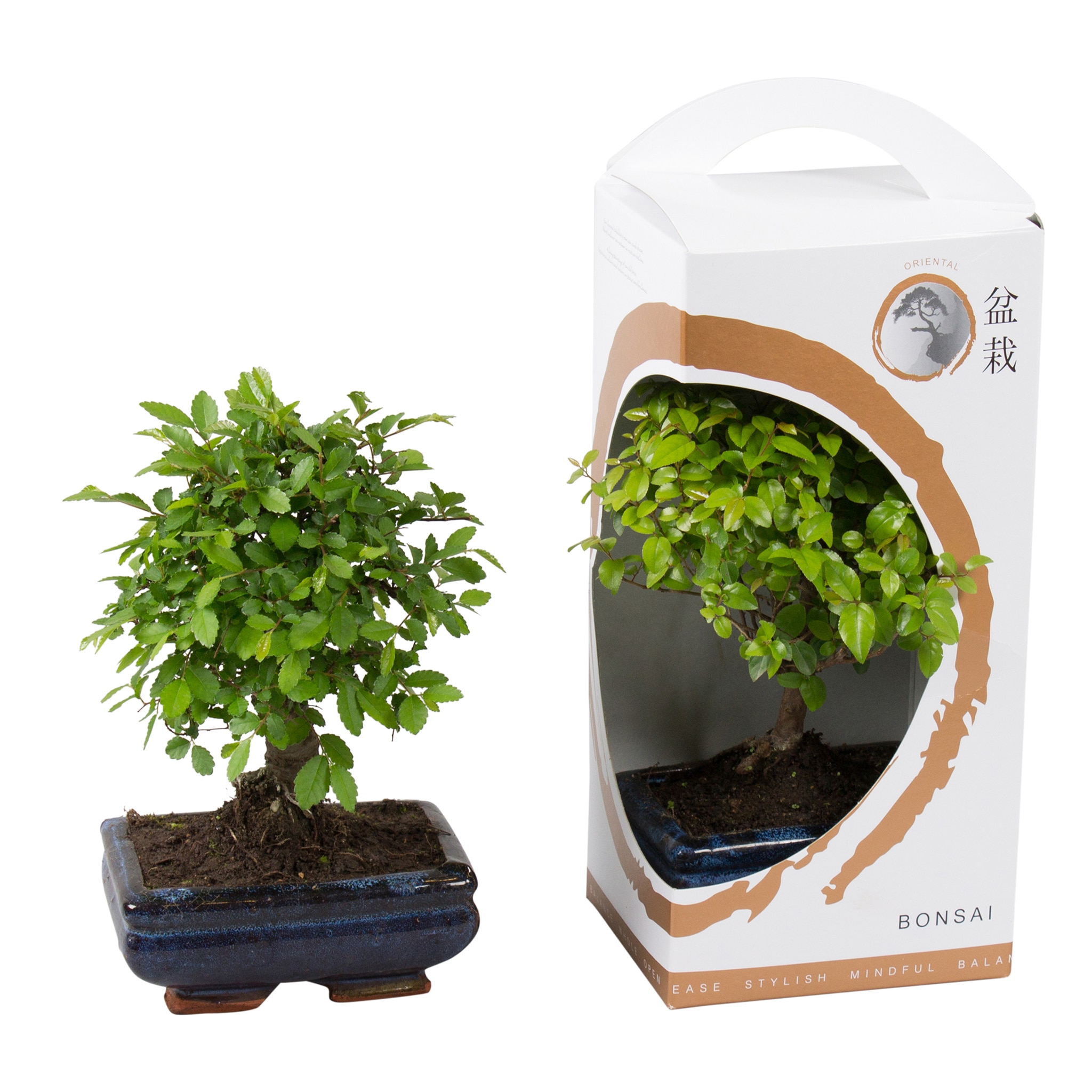 Mix Bonsai, in giftbox