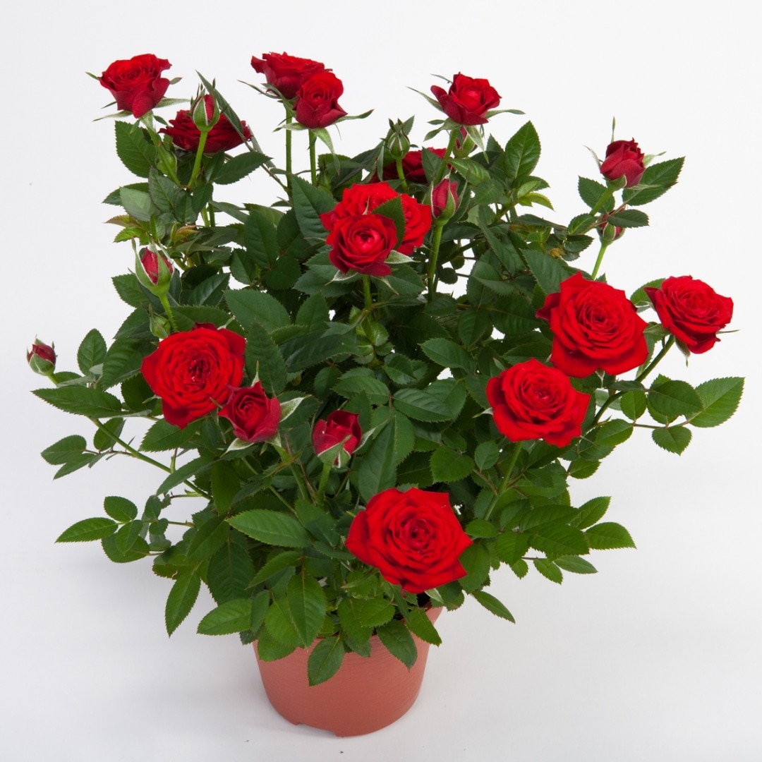 Trandafir, in ghiveci, 10.5 cm