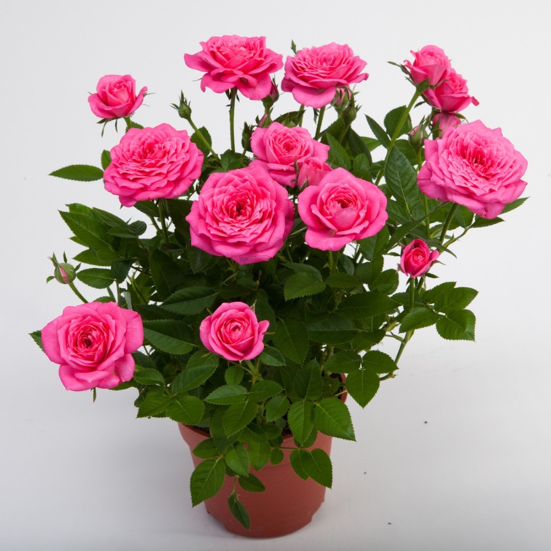 Trandafir, in ghiveci, 10.5 cm