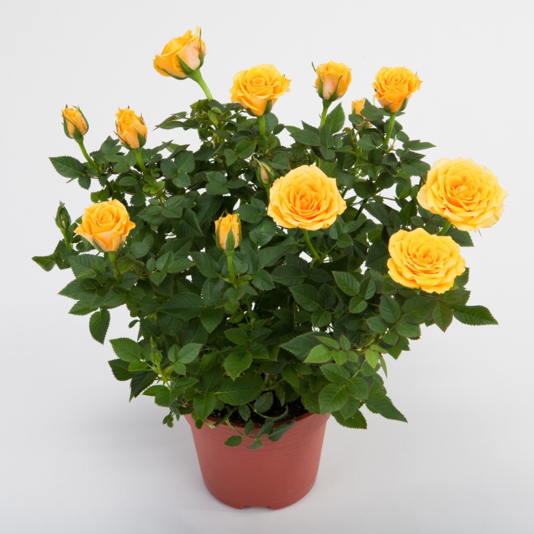 Trandafir, in ghiveci, 10.5 cm