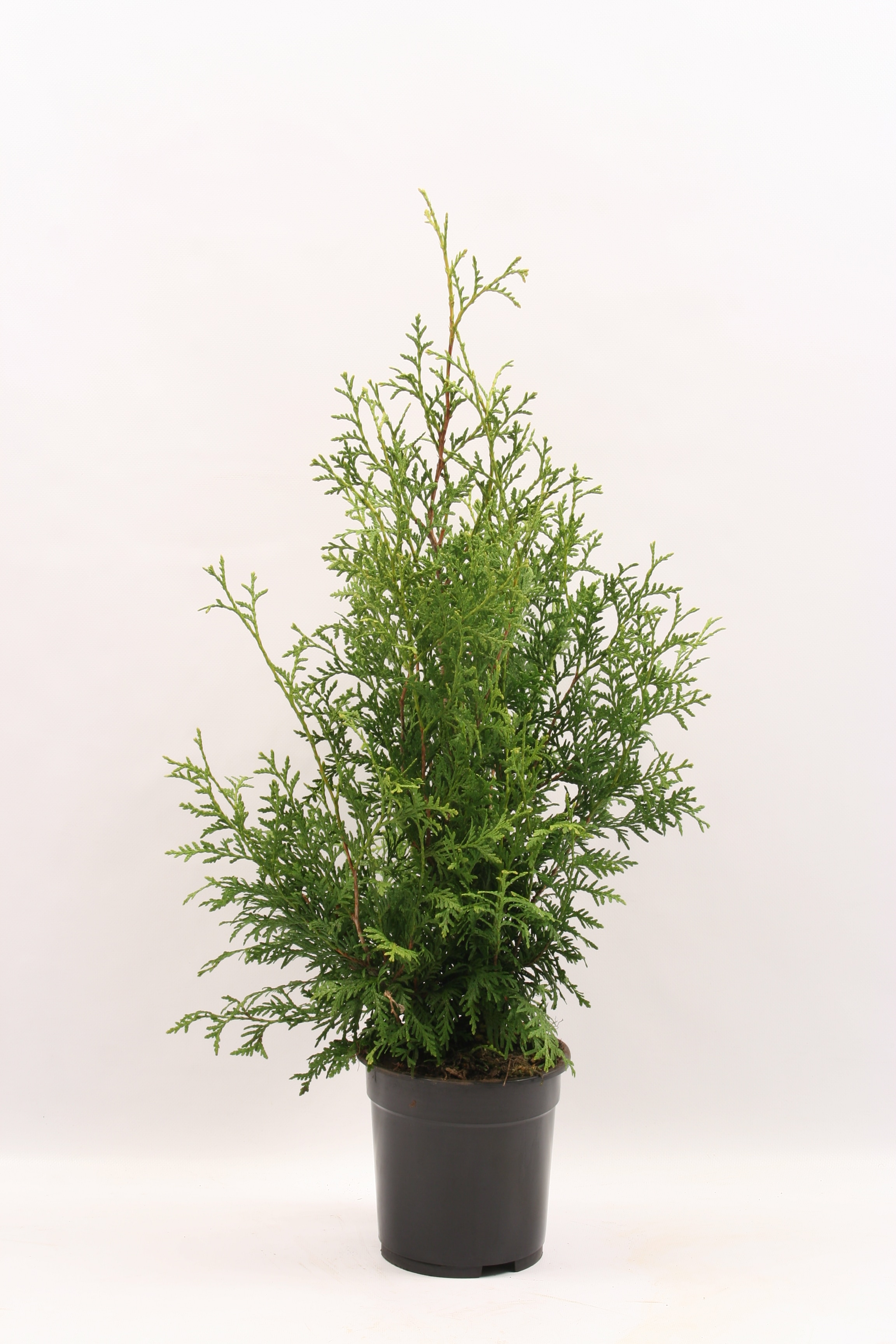 Thuja Occidentalis Brabant, H40 60 cm