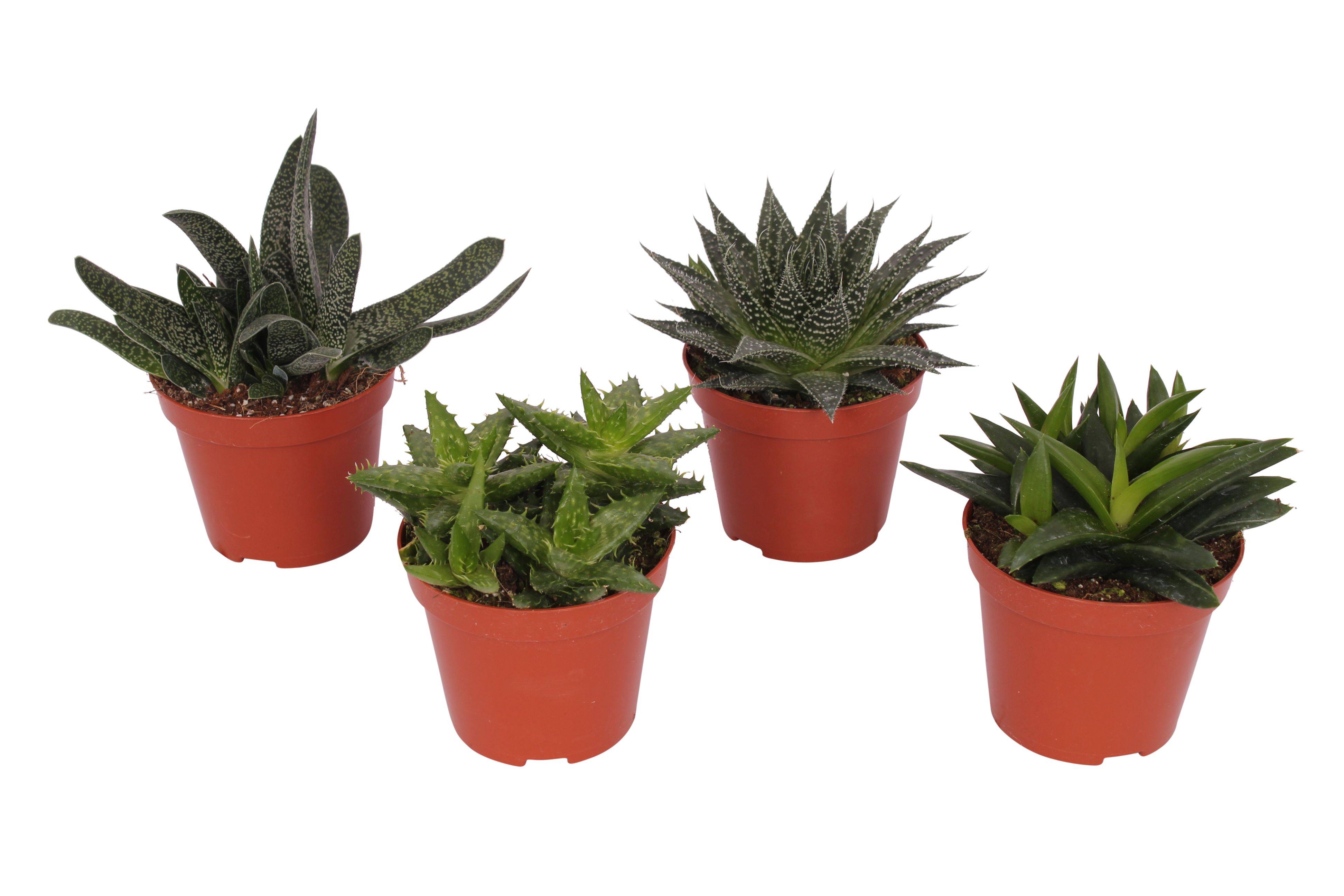 Echinocactus Grusonii, in ghiveci, 8.5 cm