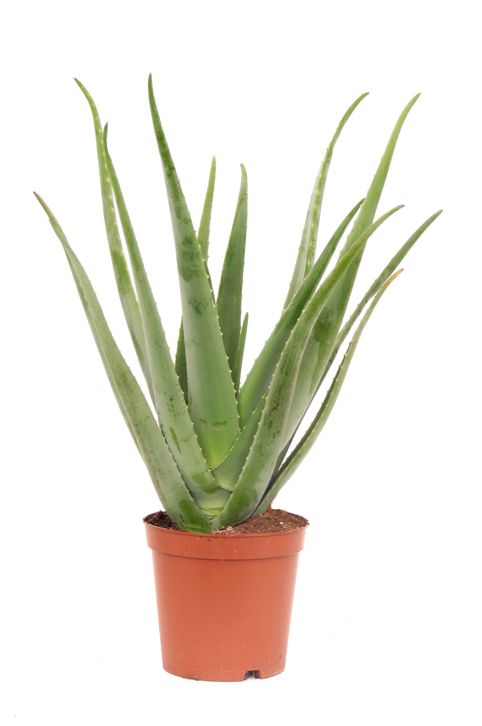 Aloe Vera, in ghiveci, 12 cm