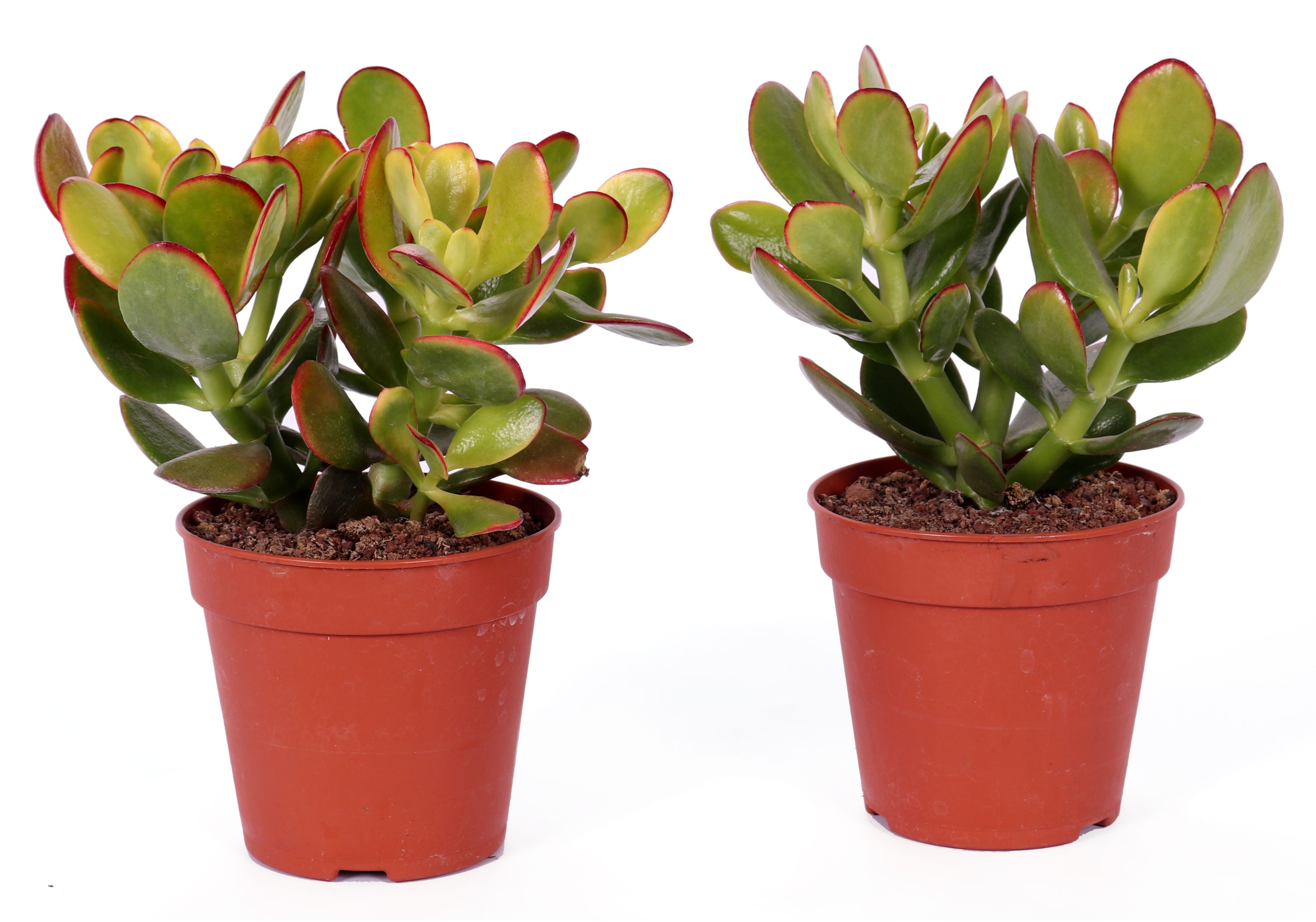 Crassula Hobbit Sunset Canarias, in ghiveci, 12 cm