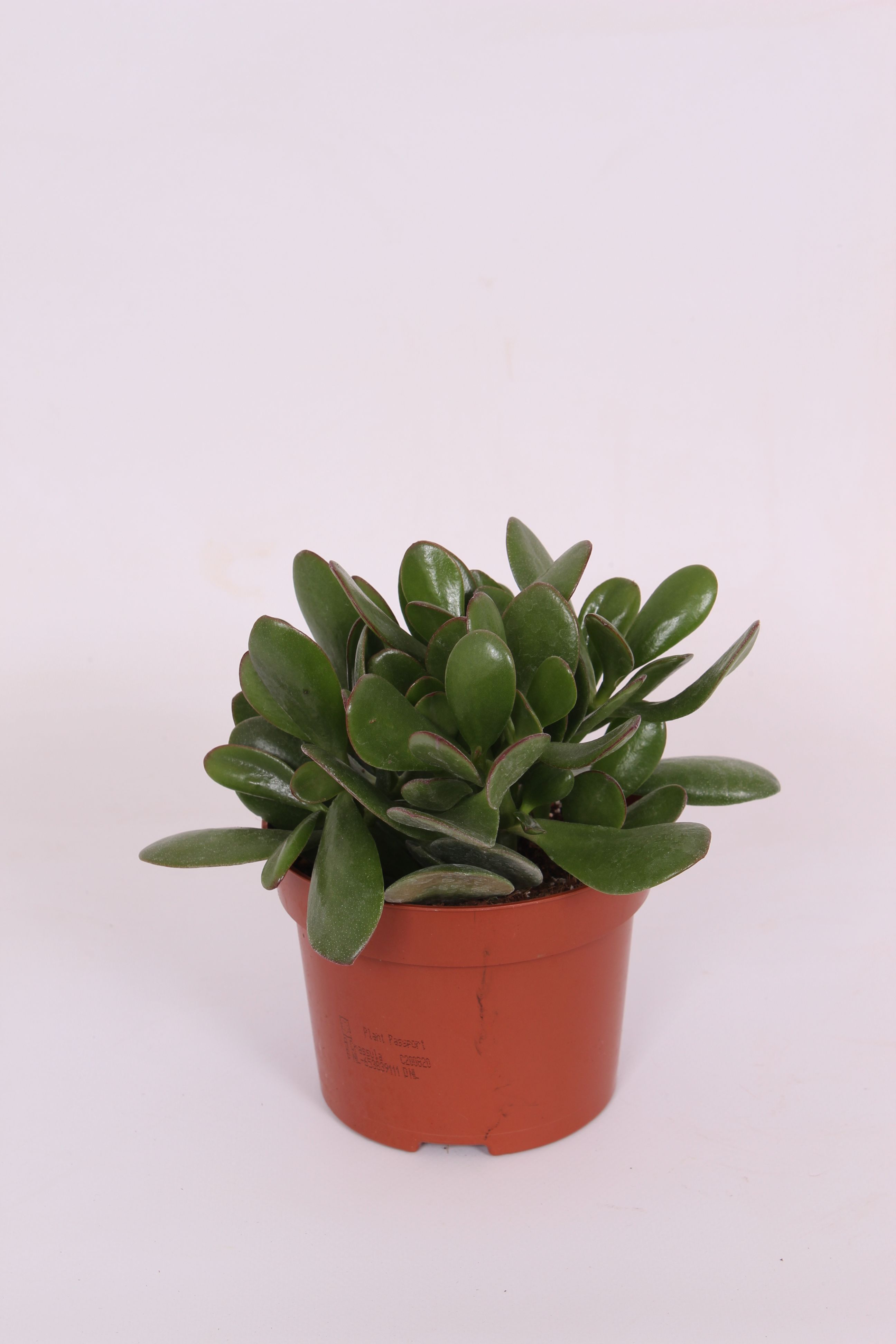 Crassula Ovata Sunset, in ghiveci, 12 cm
