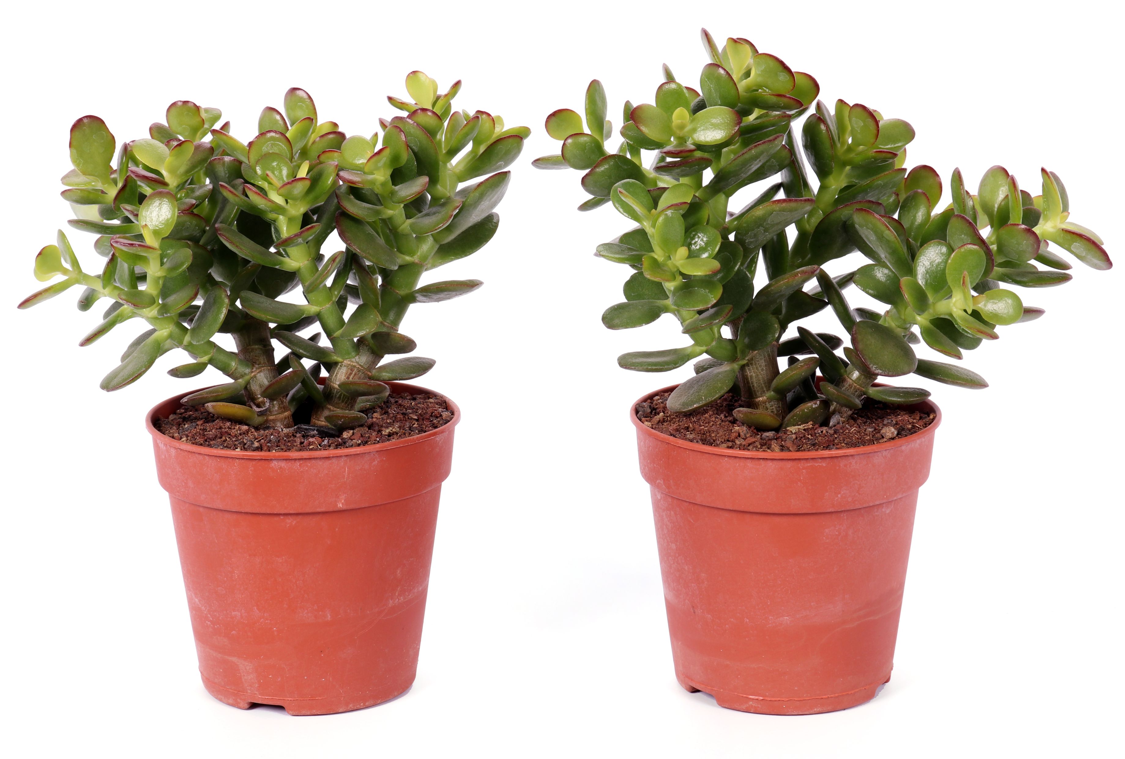 Crassula Minor Canarias, in ghiveci, 12 cm