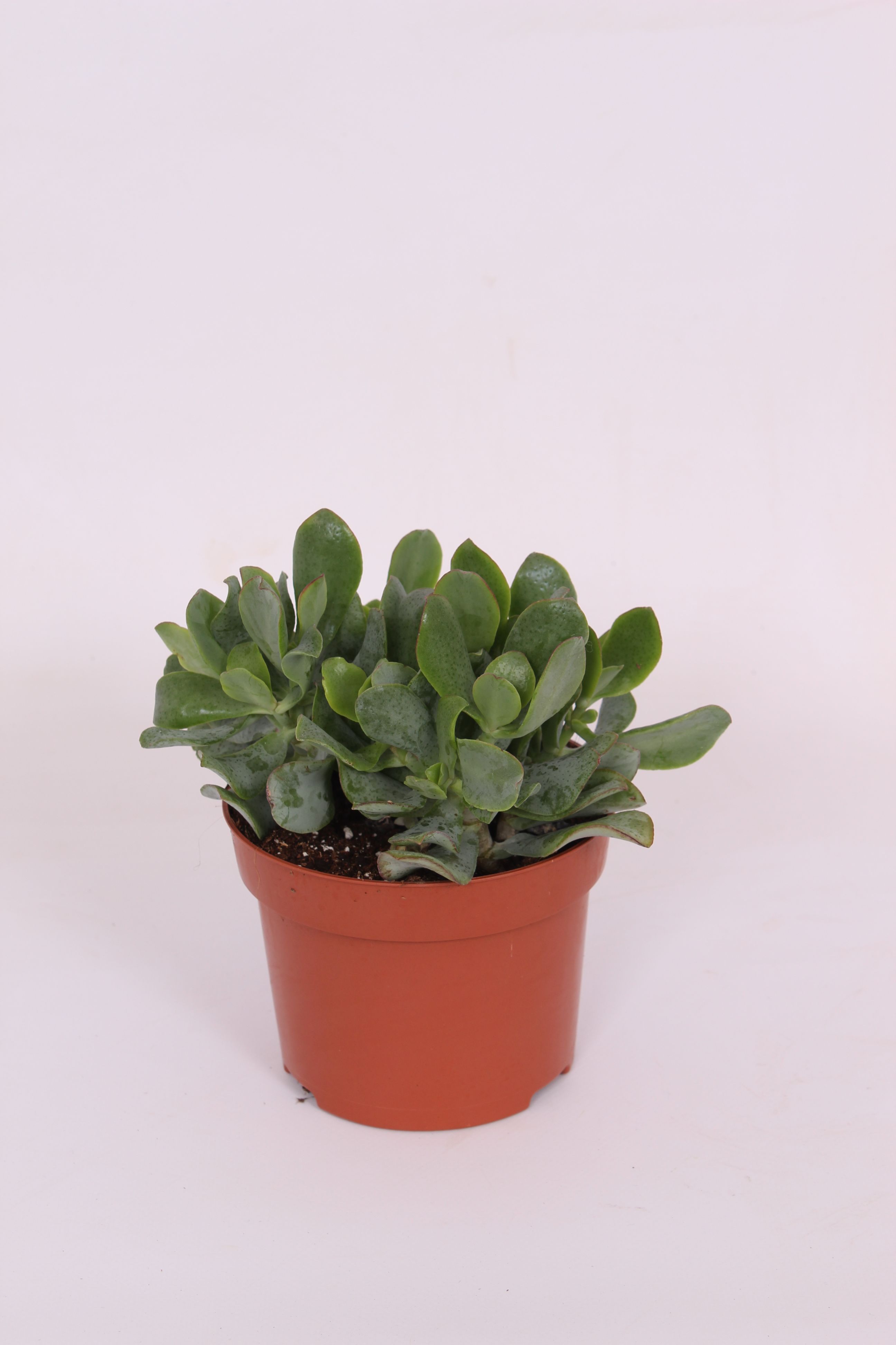 Crassula Arborescenss, in ghiveci, 12 cm