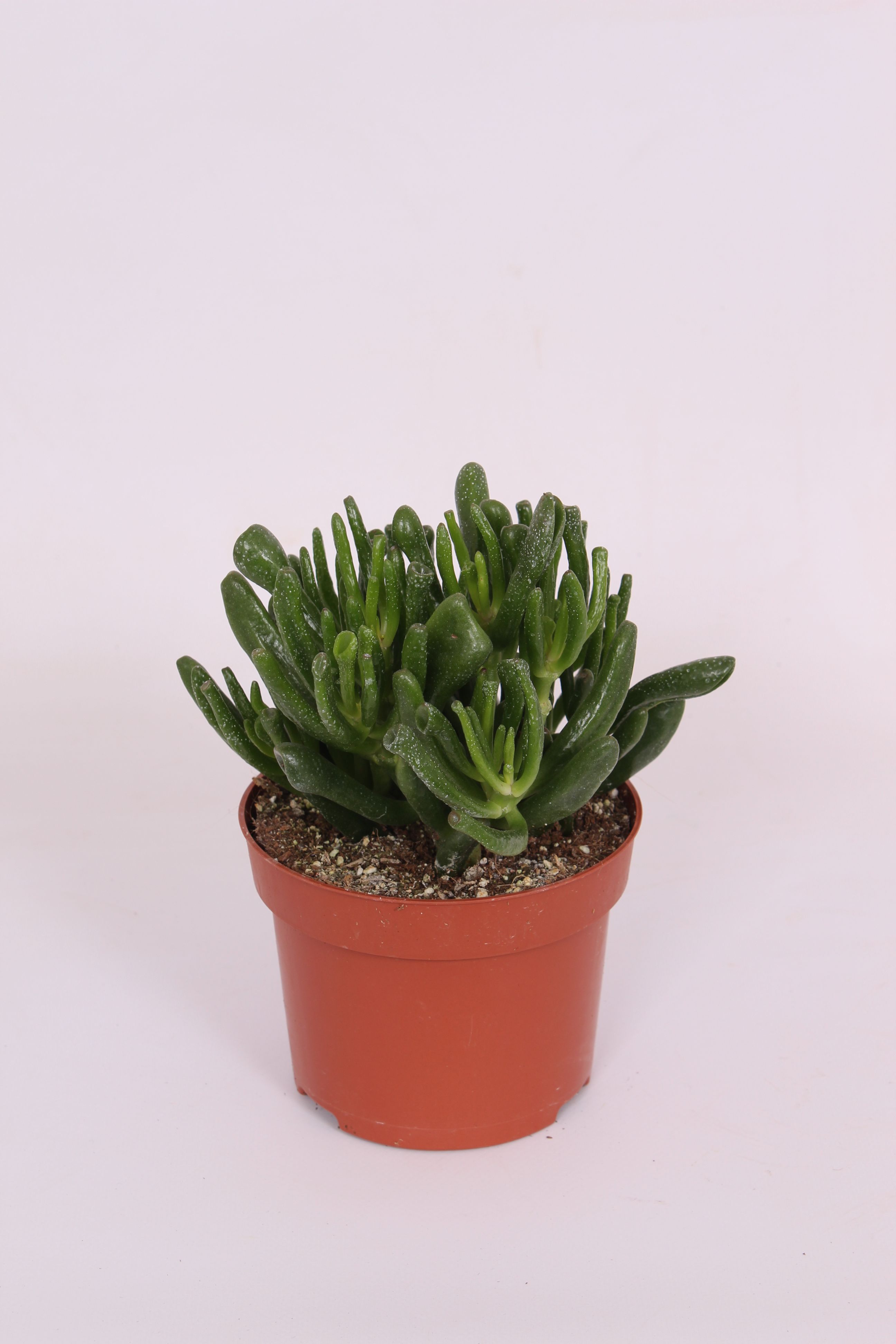 Crassula Hobbit, in ghiveci, 12 cm