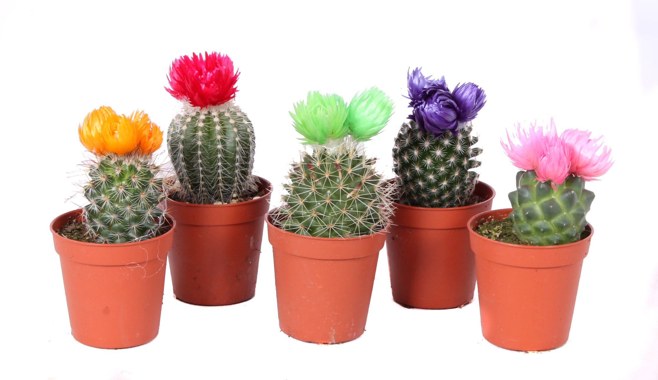 Cactus Disco, in ghiveci, 12.5 cm