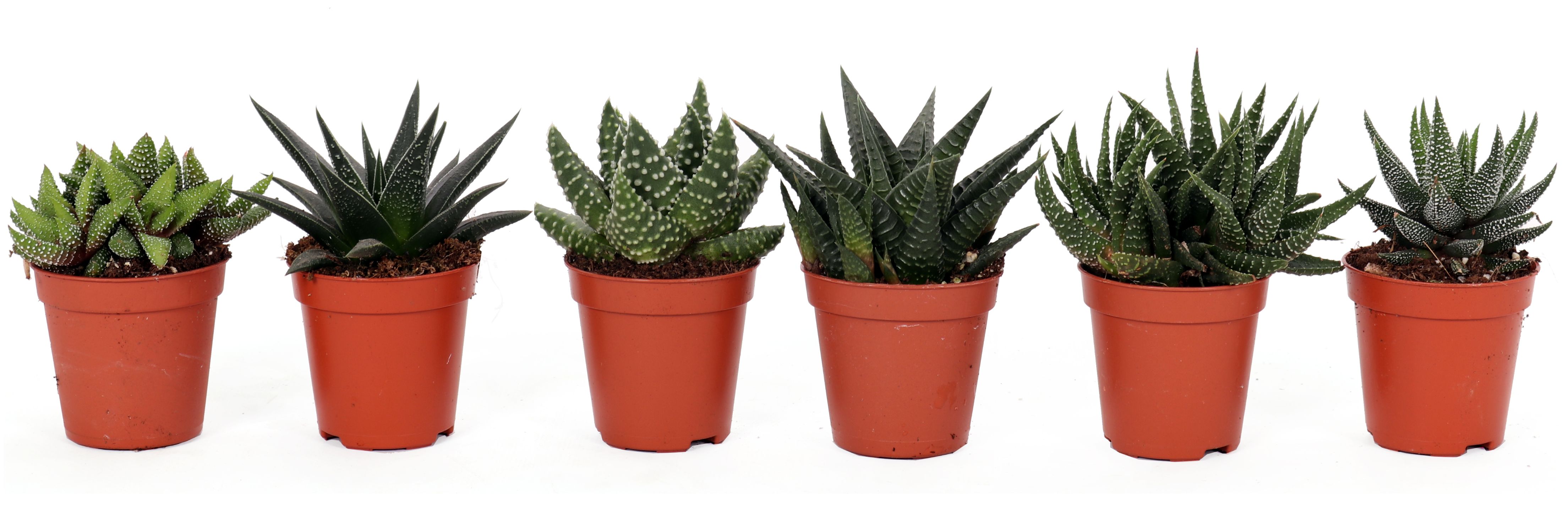 Haworthia Mix, in ghiveci, 5.5 cm