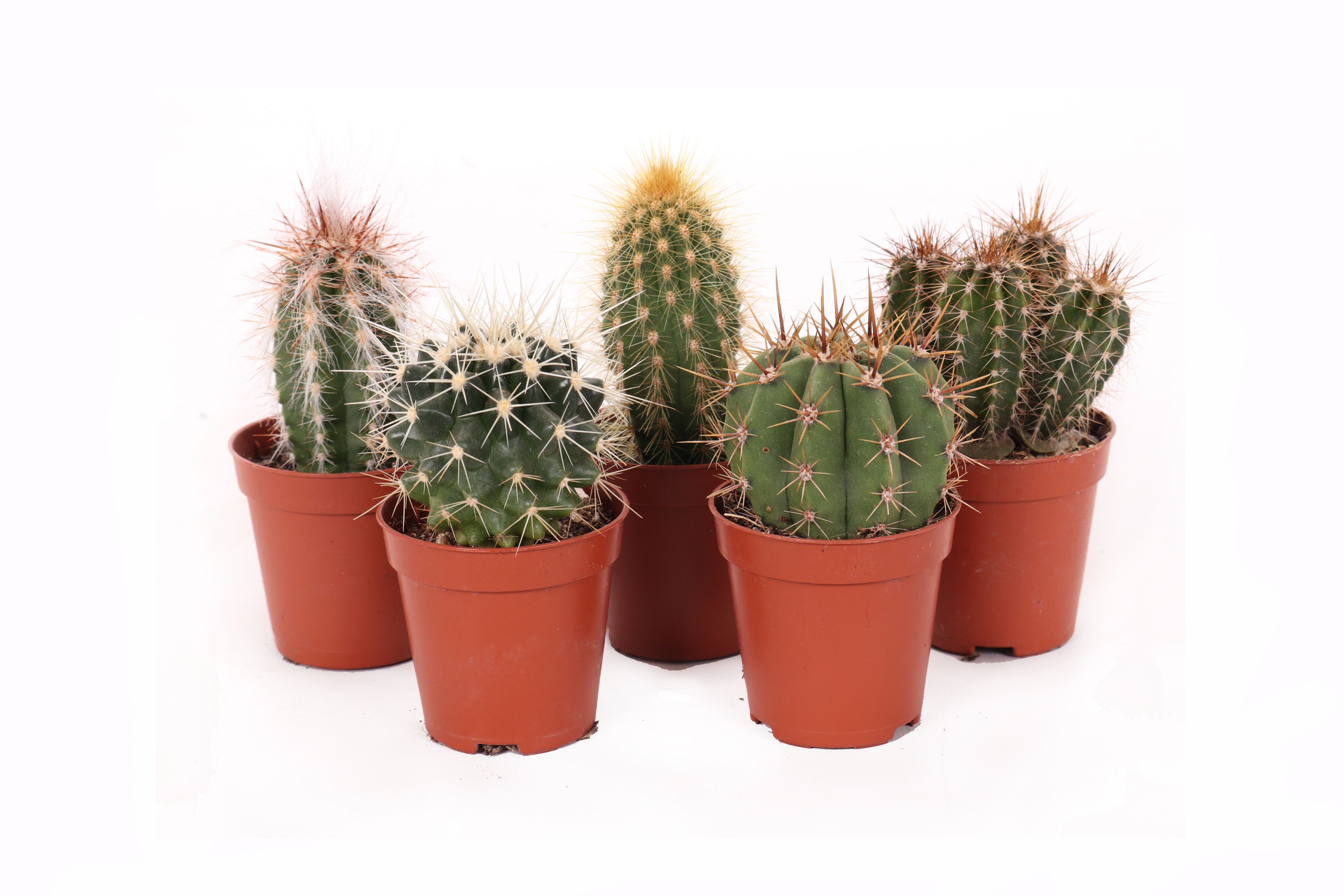 Cactus Mix, in ghiveci, 5.5 cm