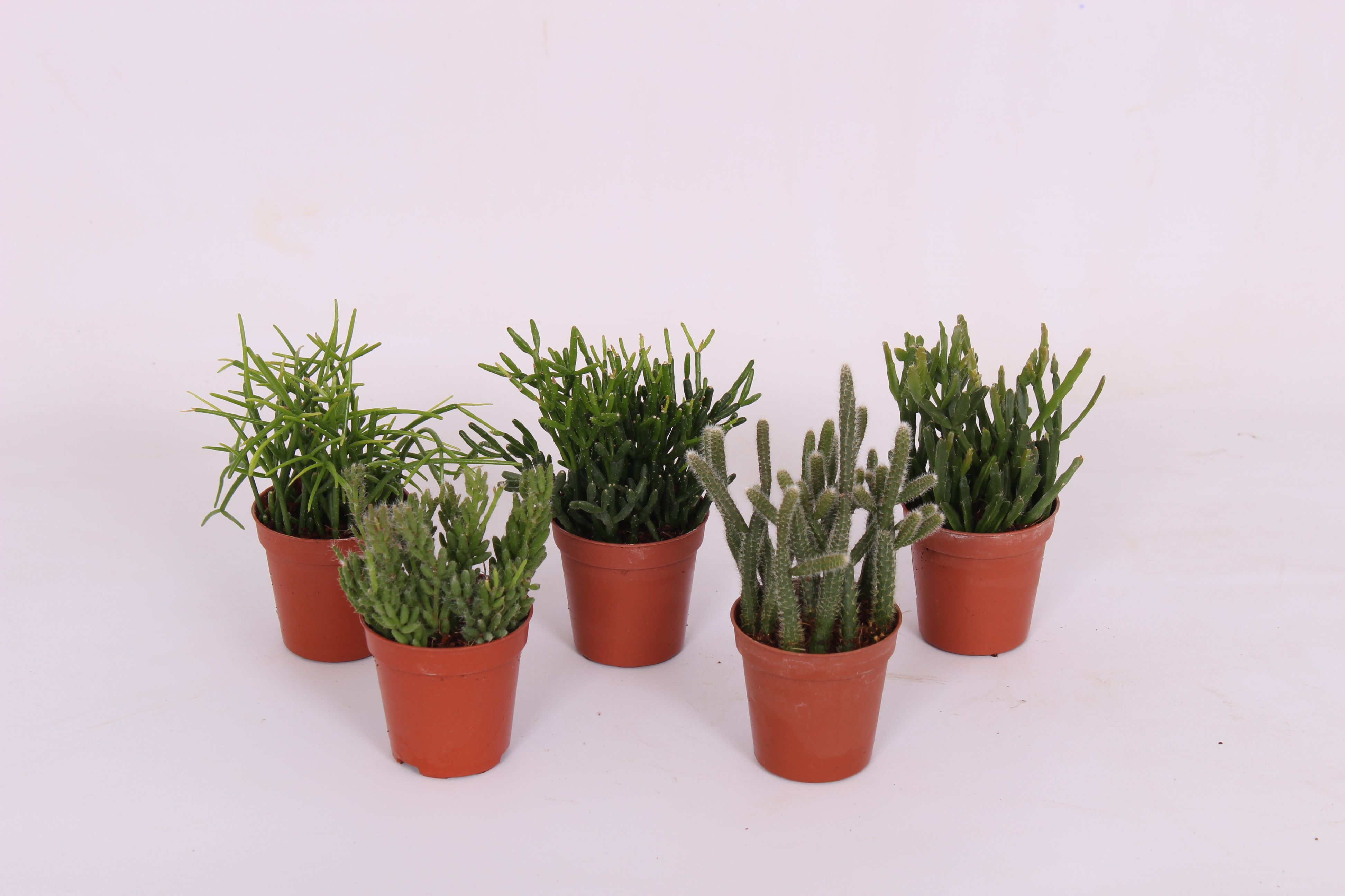 Echeveria Painted Star, in ghiveci, 8.5 cm