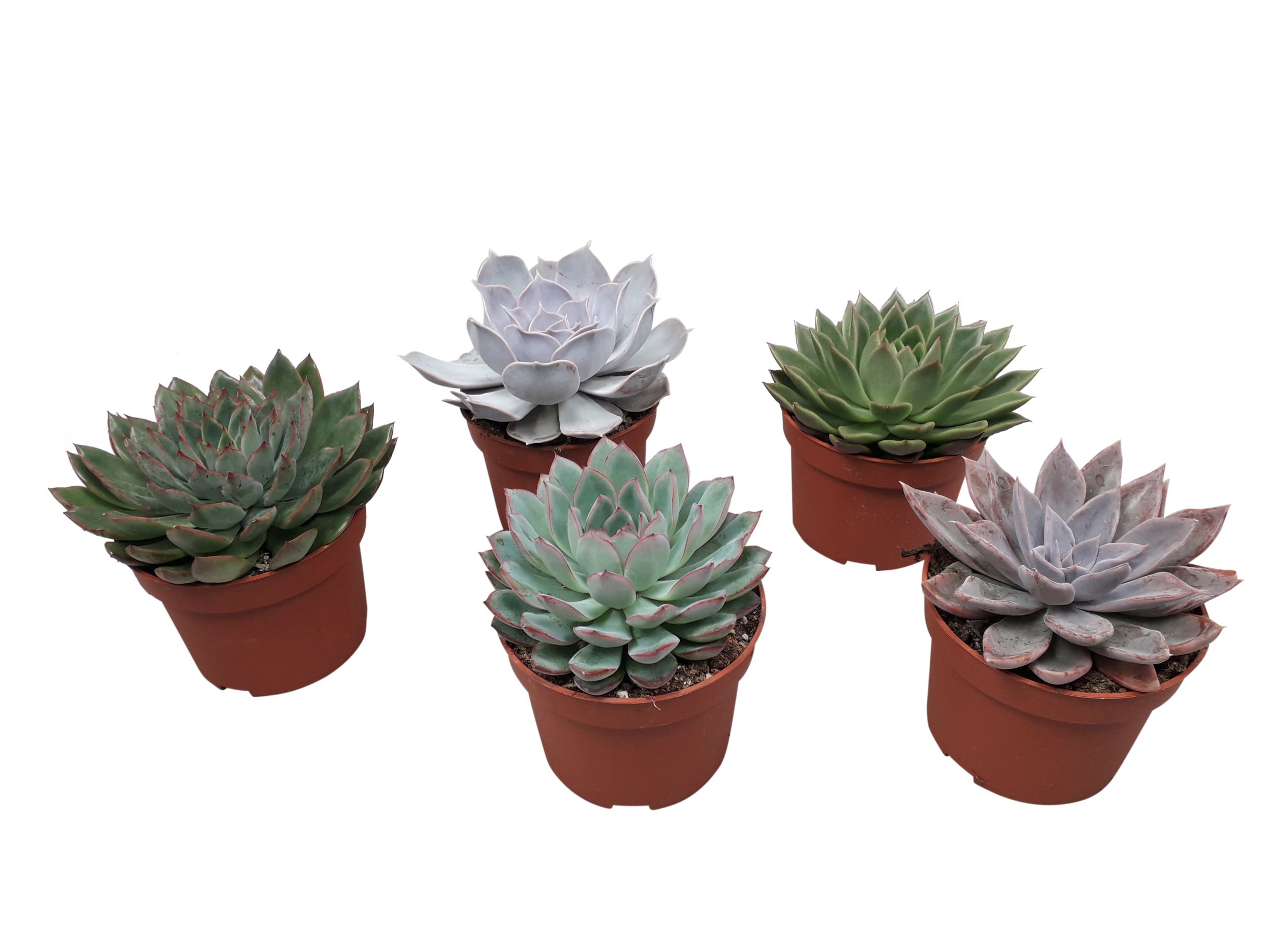 Echeveria Painted Star, in ghiveci, 10.5 cm