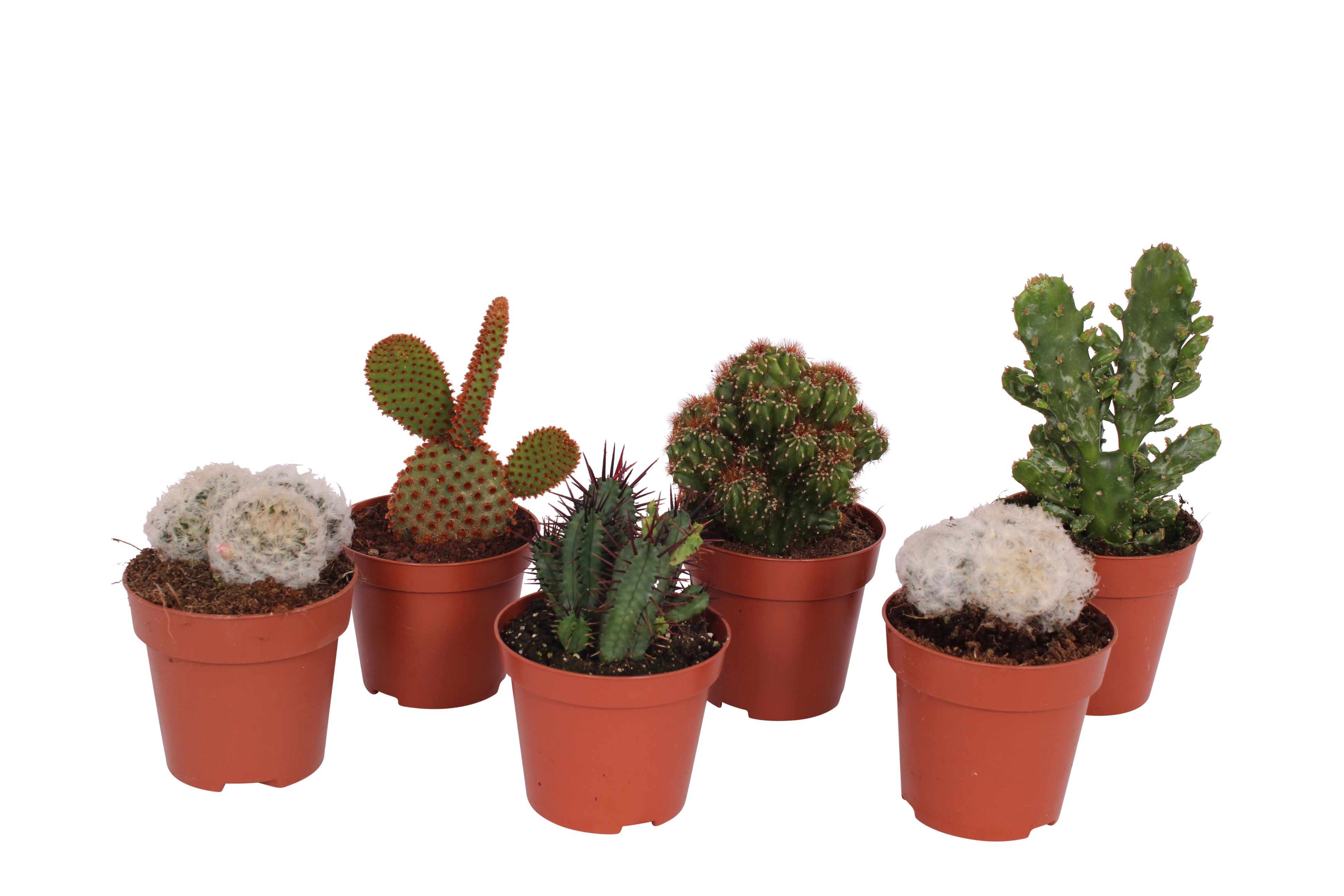 Cactus Mix, in ghiveci, 8.5 cm