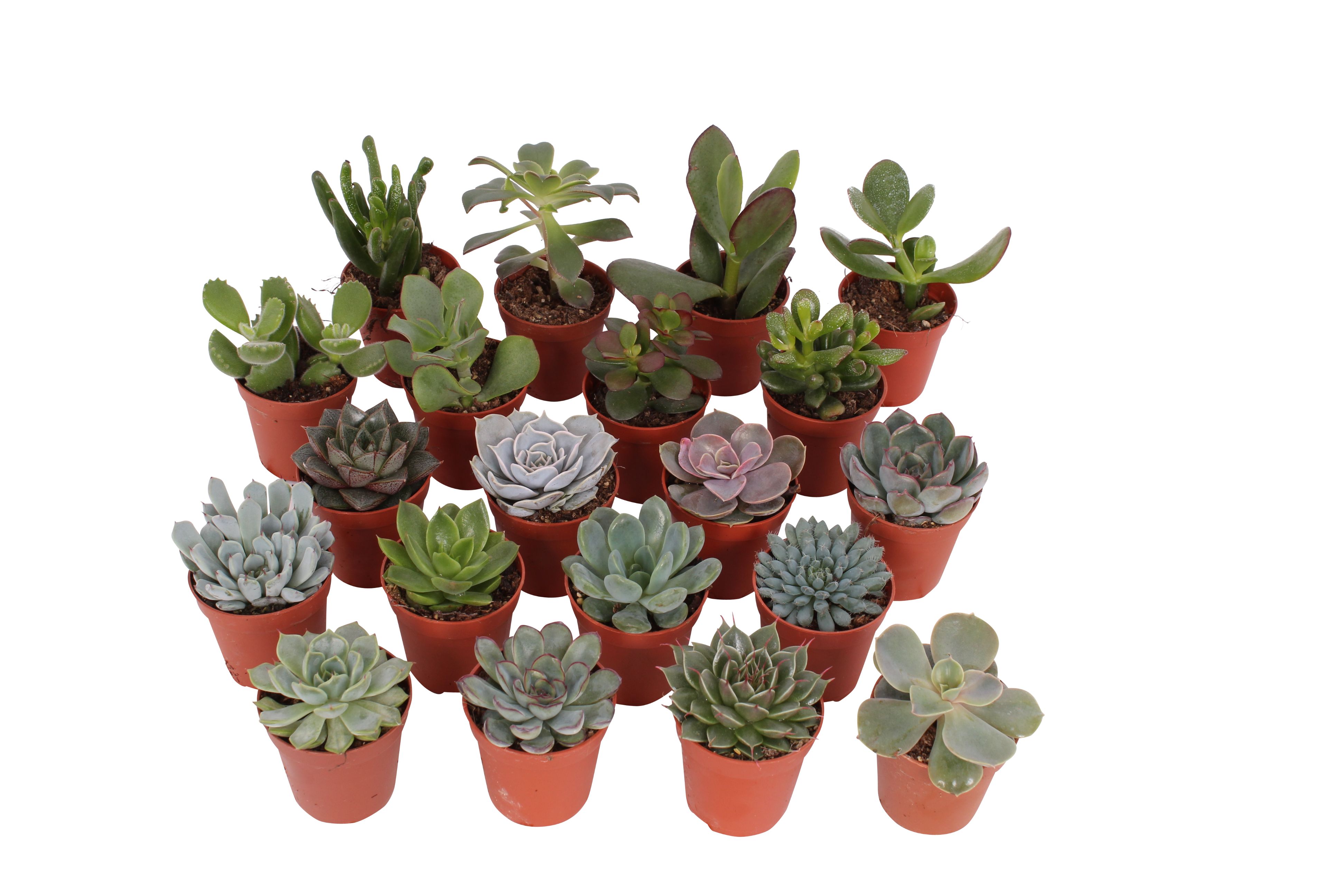 Suculent Mix, in ghiveci, 5.5 cm