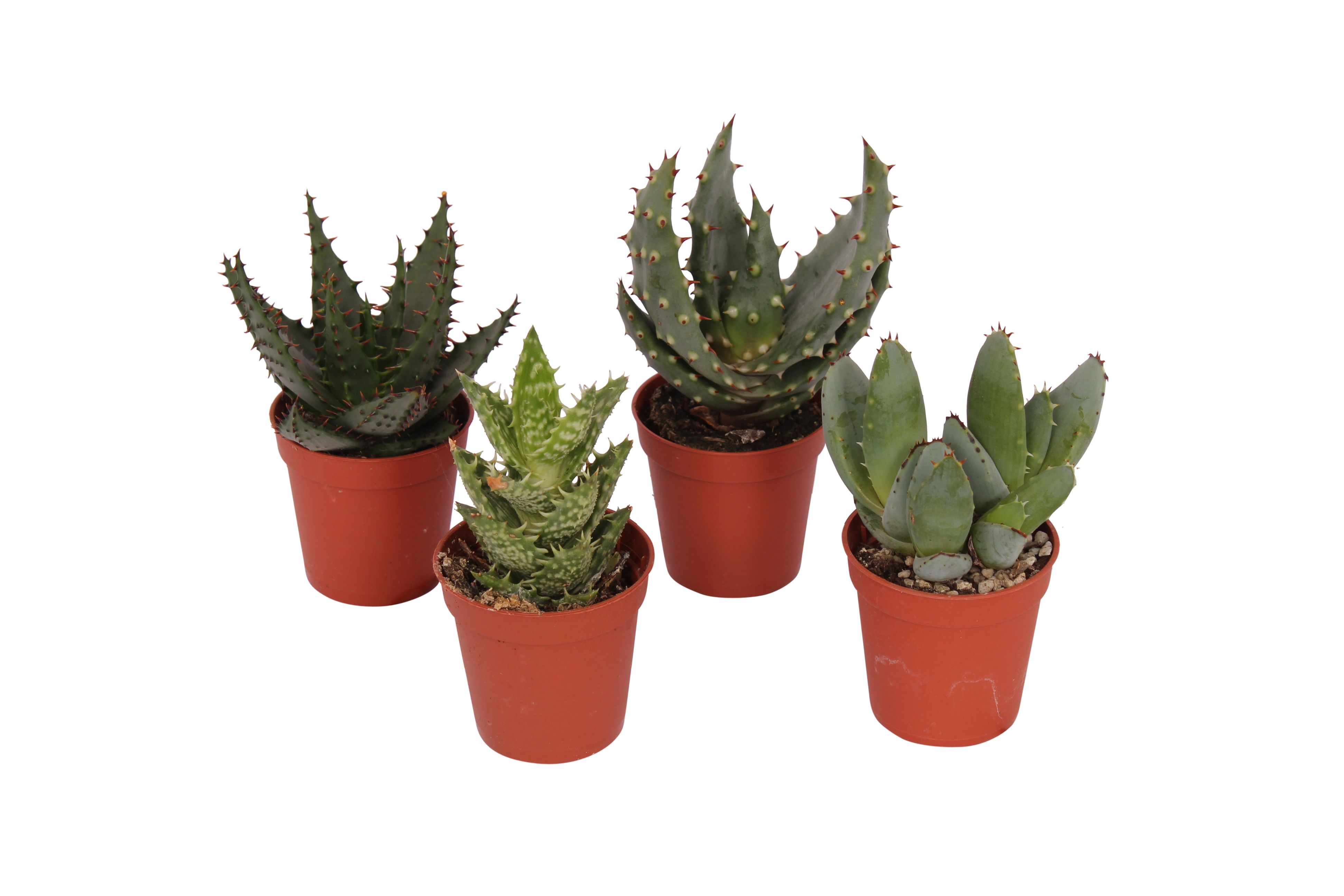 Aloe Mix, in ghiveci, 5.5 cm