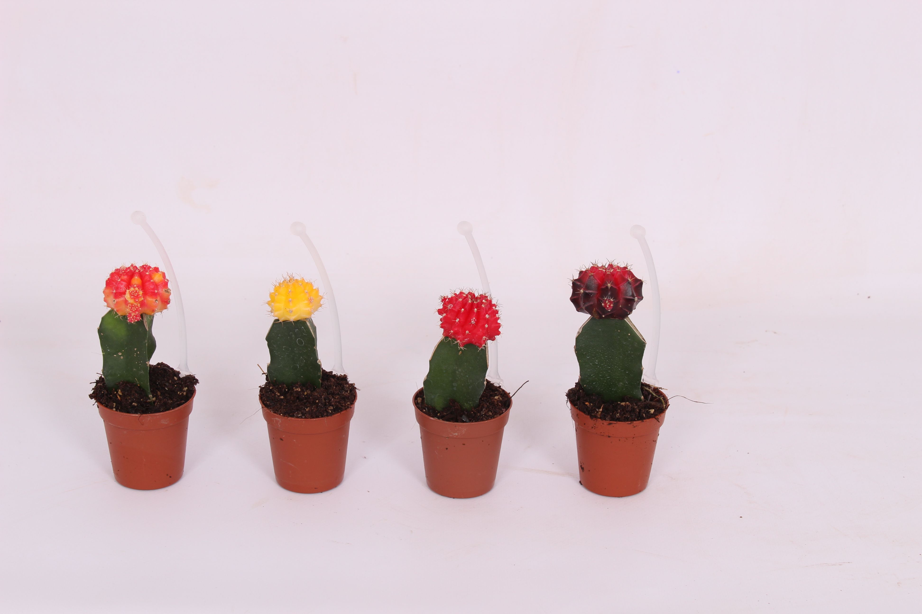 Cactus Geent, in ghiveci, 5.5 cm