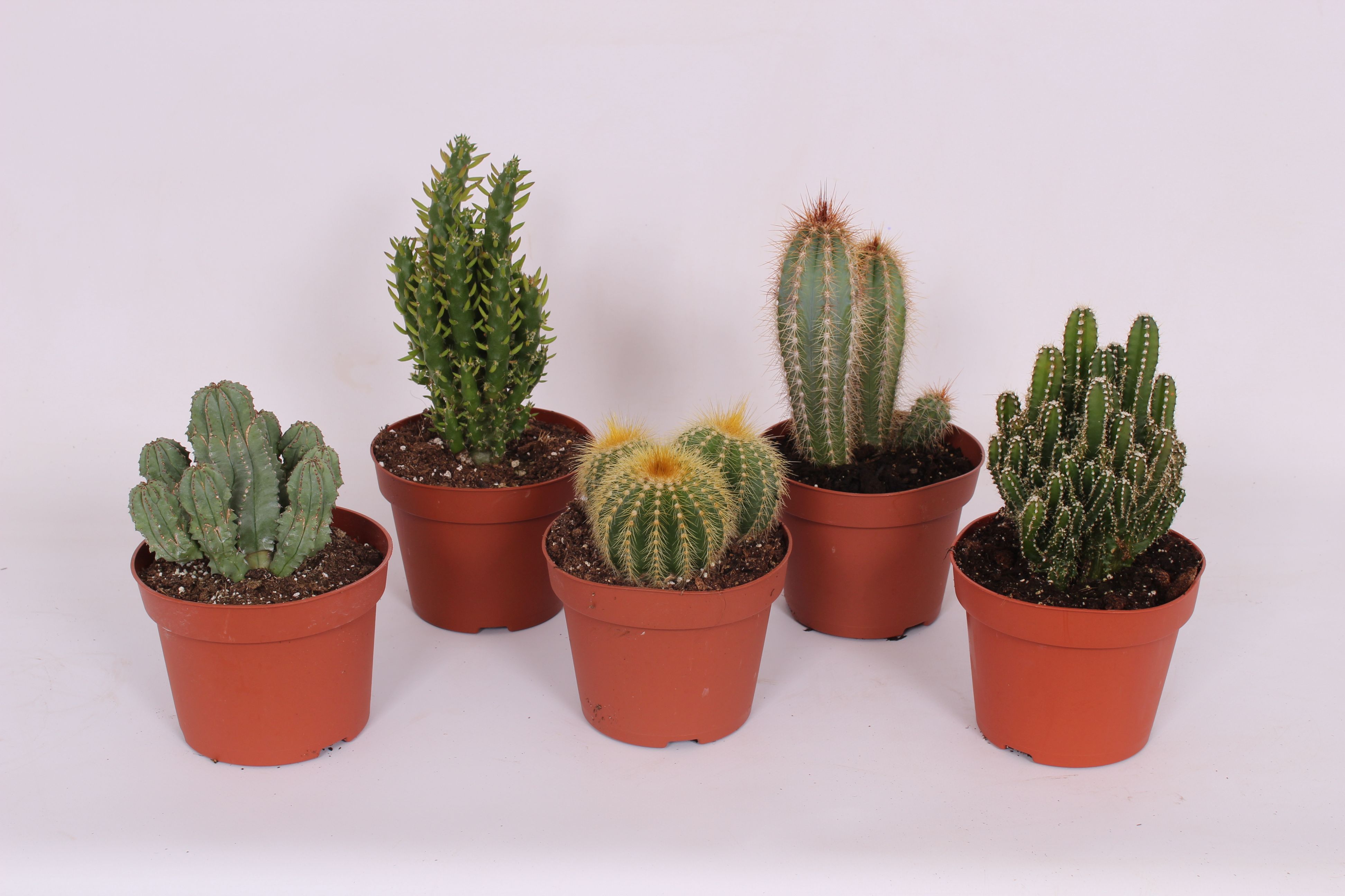 Echeveria Star, in ghiveci, 12 cm