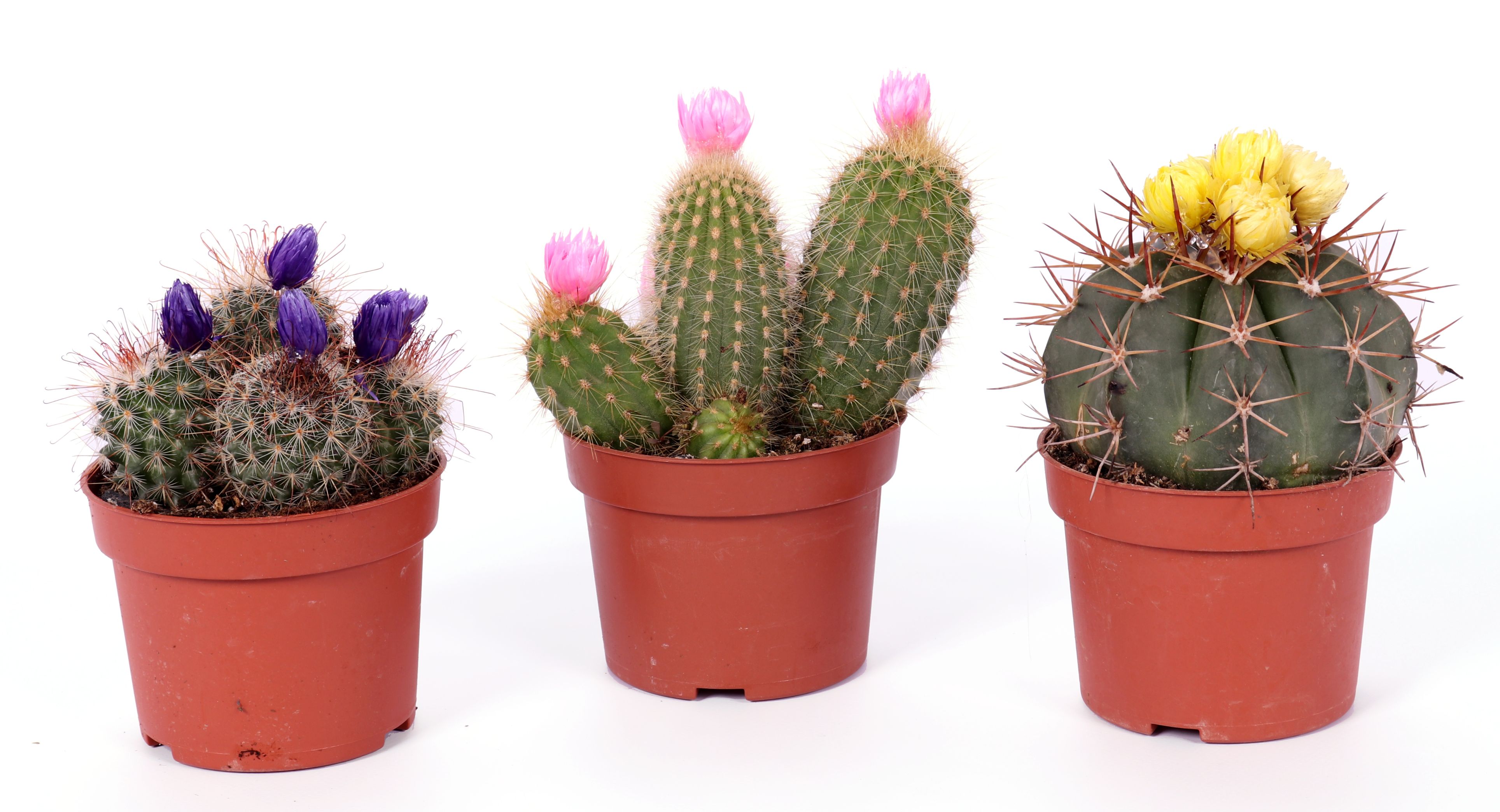 Cactus Disco, in ghiveci, 10.5 cm