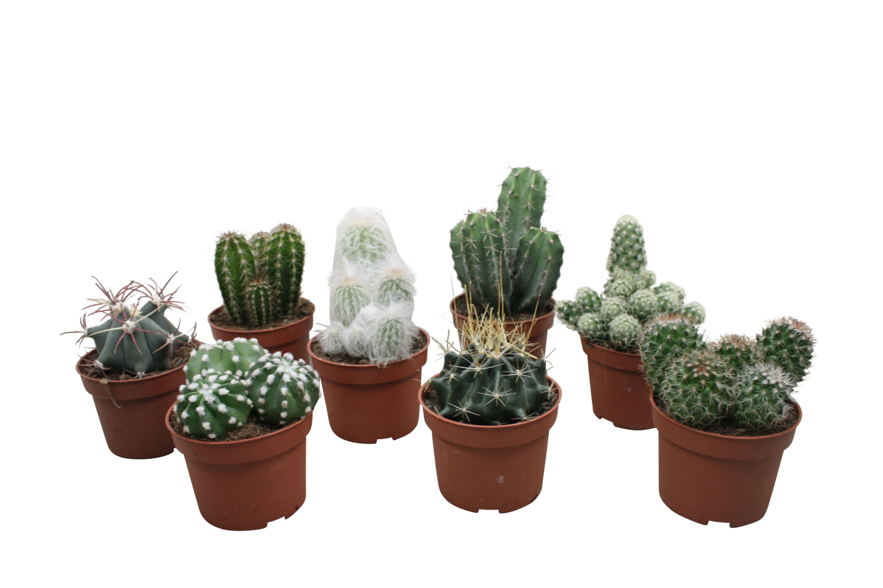 Cactus Mix, in ghiveci, 10.5 cm