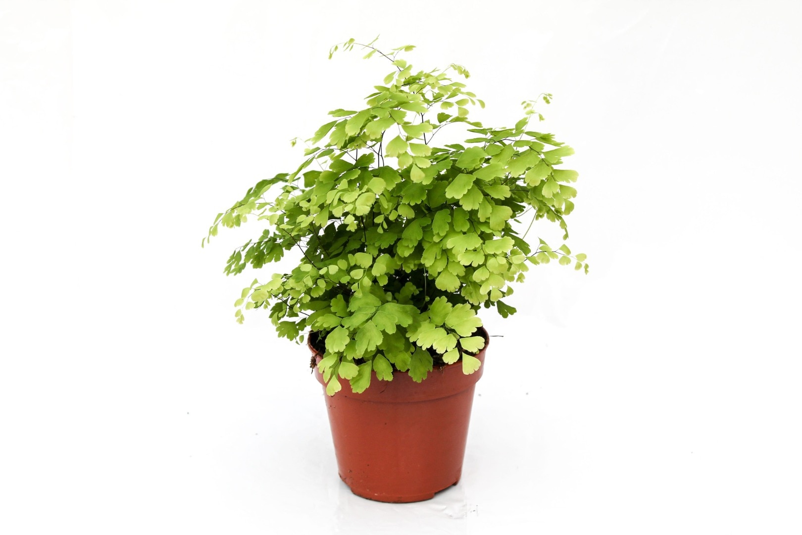 Adiantum raddianum Feriga