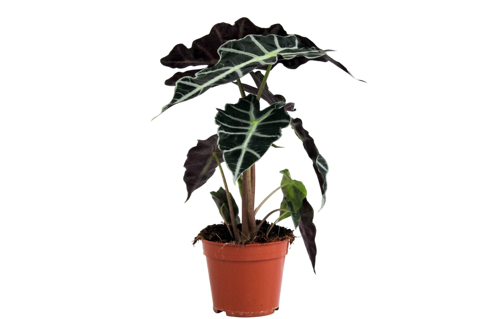 Alocasia Polly, in ghiveci, 12 cm