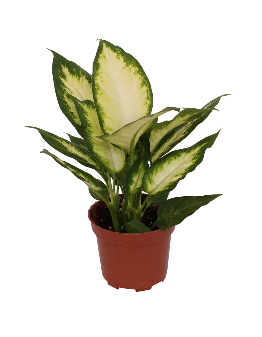 Diffenbachia, in ghiveci,  12 cm