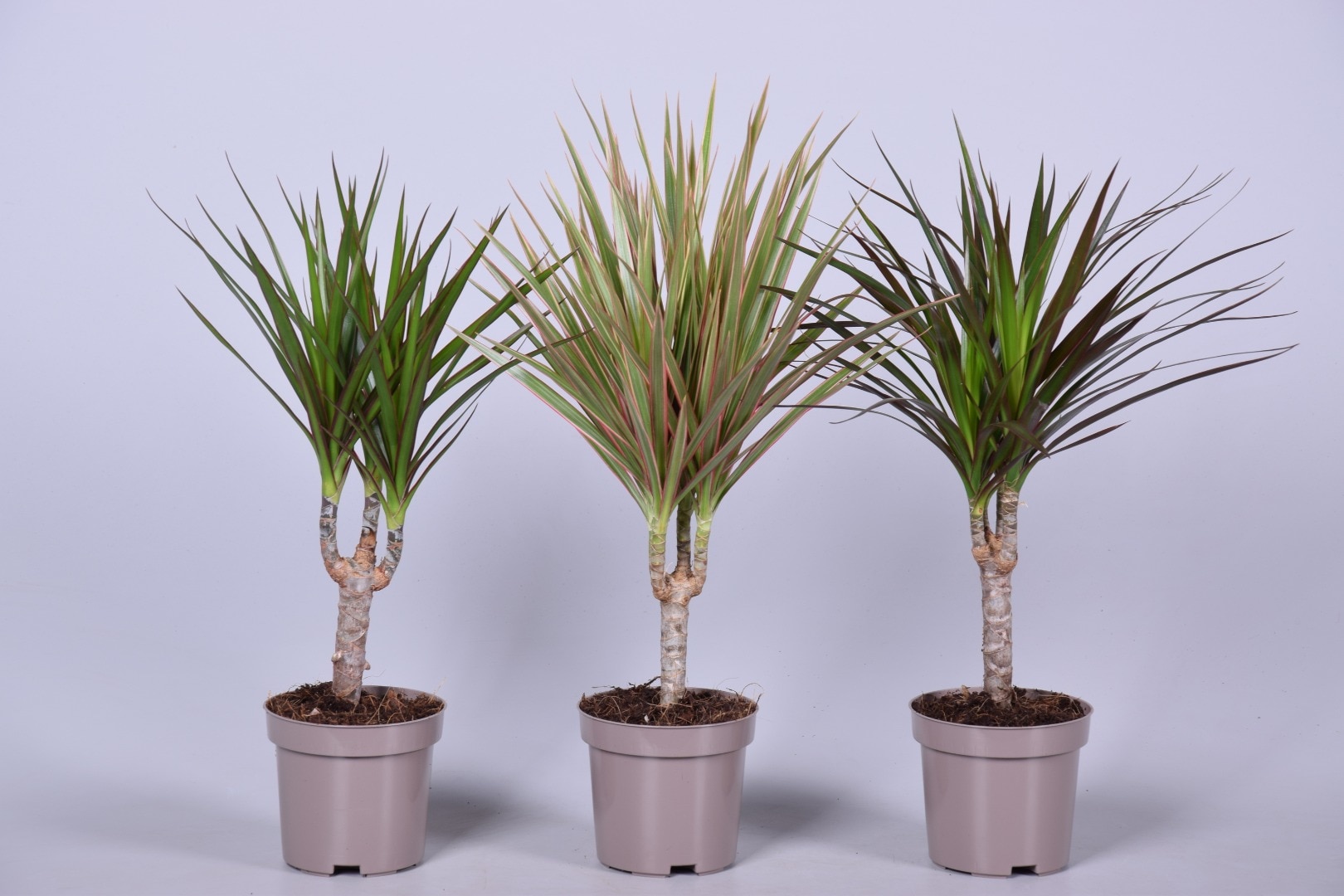 Dracaena, ghiveci diametru 14 cm