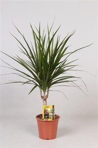 Dracaena, ghiveci diametru 14 cm