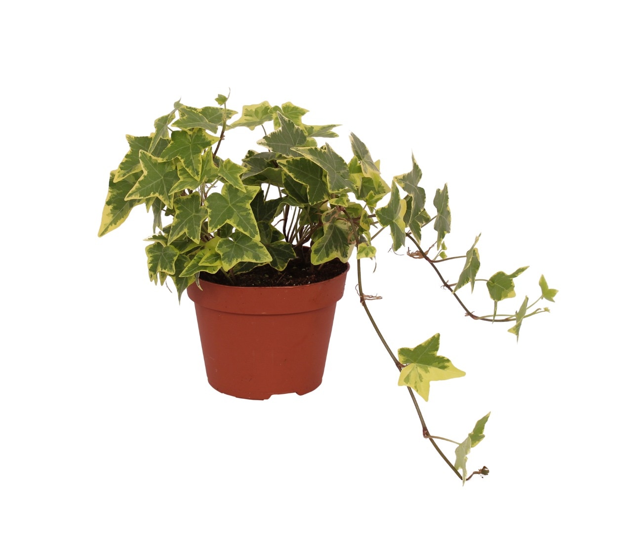 Hedera Helix, ghiveci diametru 13 cm