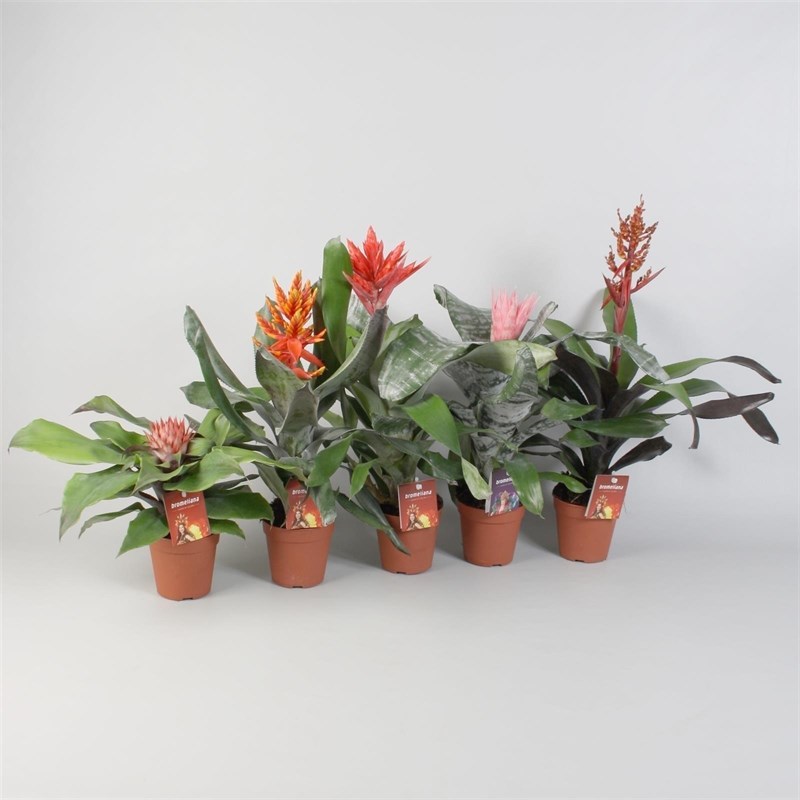 Aechmeam, in ghiveci, 12 cm