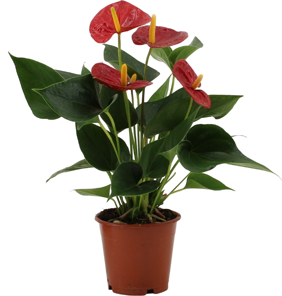 Anturium Andreanum, in ghiveci, 12 cm