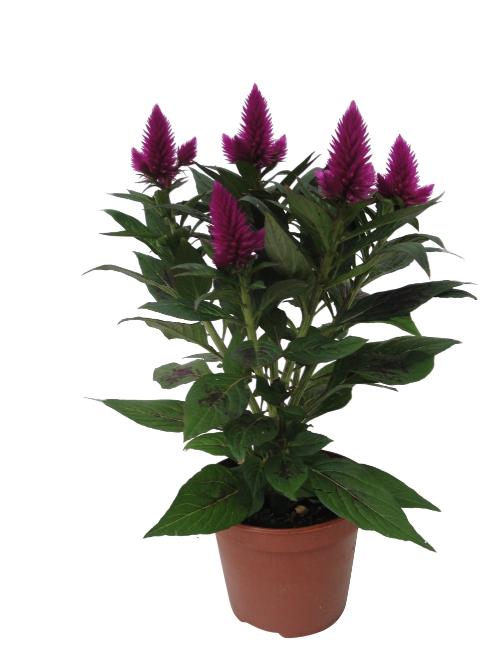 Celosia Deep Purple, in ghiveci, 12 cm