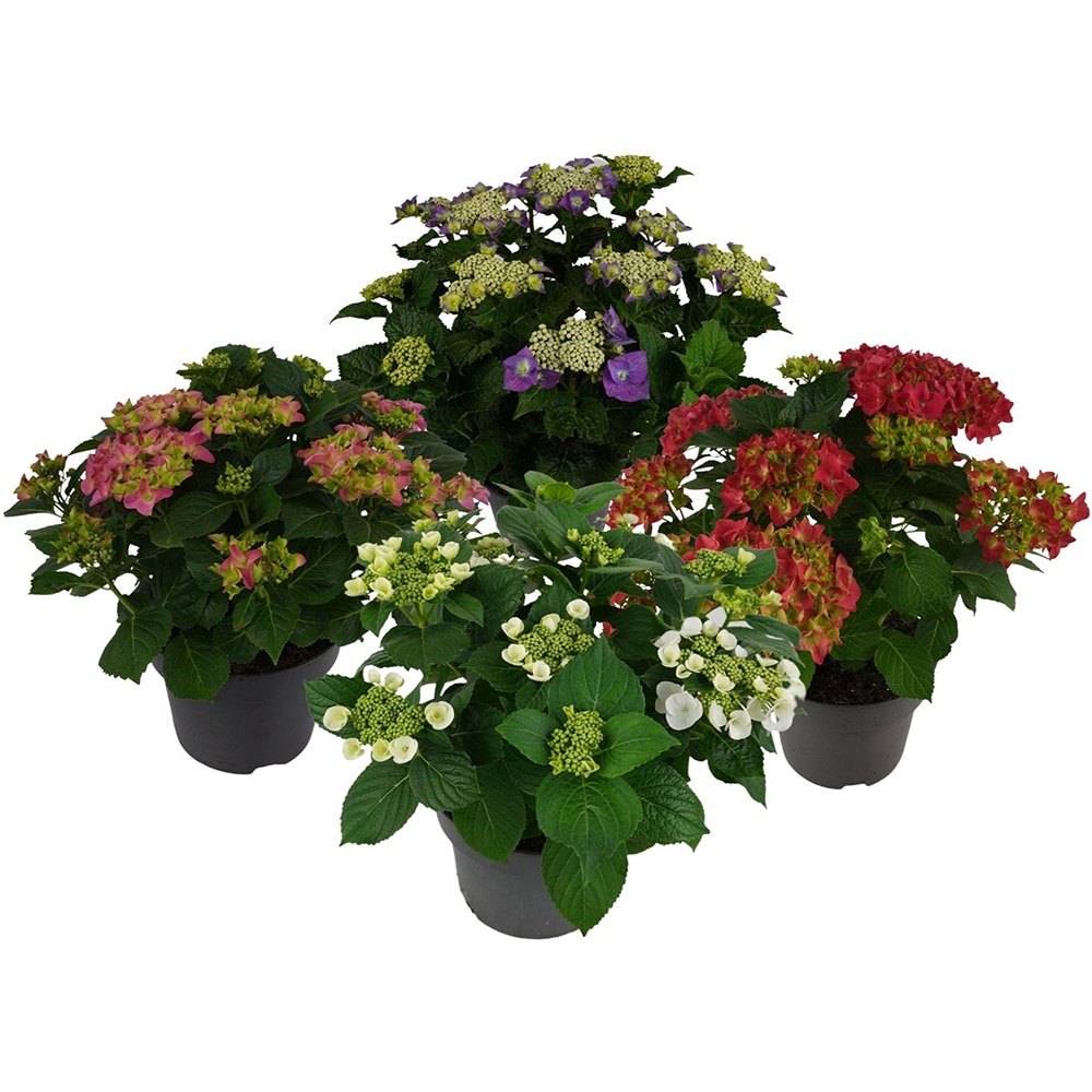 Hortensie (Hydrangea), D23 cm, H40 cm