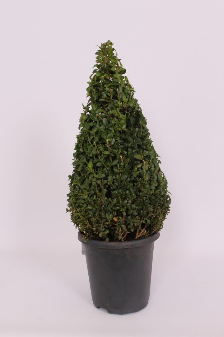 Buxus Pyramide Sempervirens, in ghiveci, 17 cm