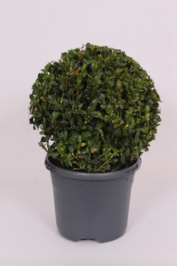 Buxus Ball Sempervirens, in ghiveci, 17 cm