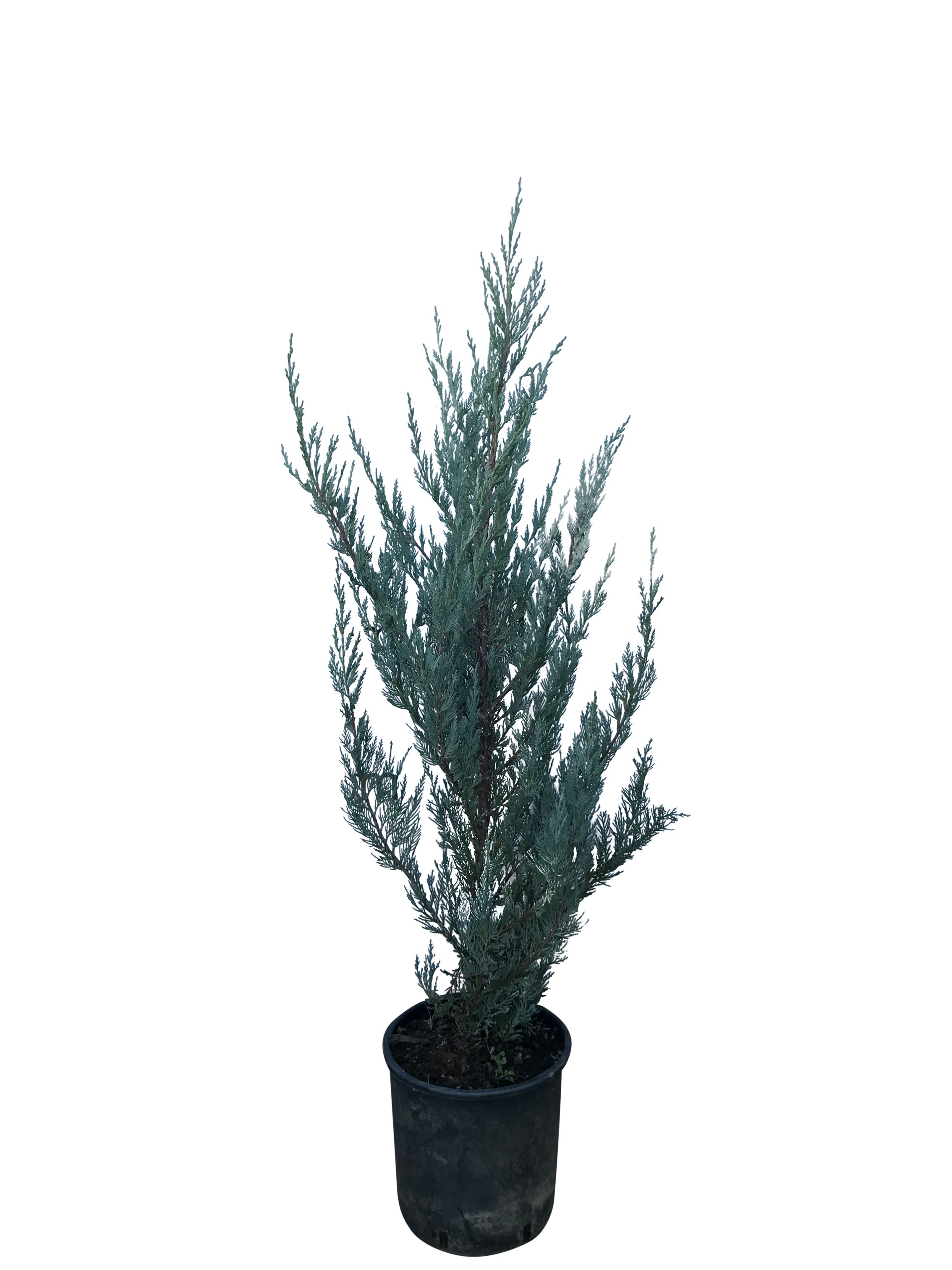 Conifer 5 L • Juniperus Moonglow