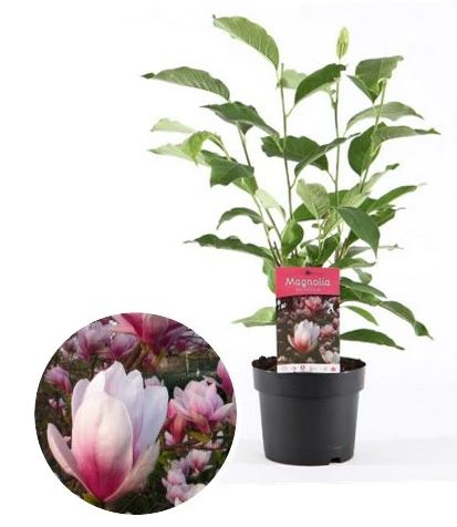 Magnolie, ghiveci, 17 cm