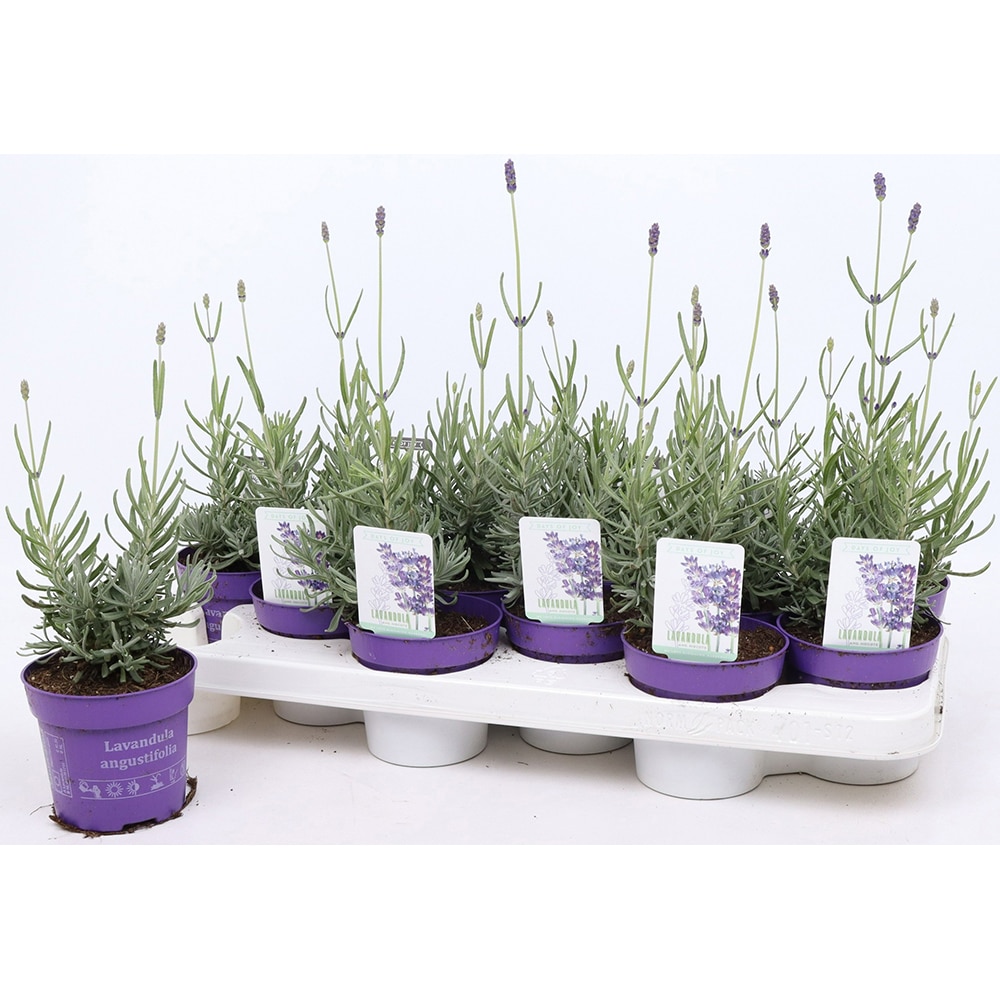 Lavanda (Lavandula Angustifolia Hidcote), D10.5 cm, H20 cm