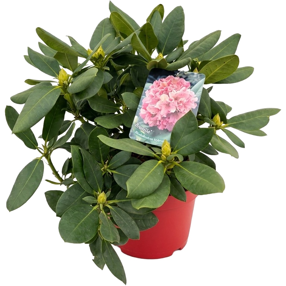 Rhododendron Brasilia Inkarho, C 5 L, D 23 cm, H 40 cm