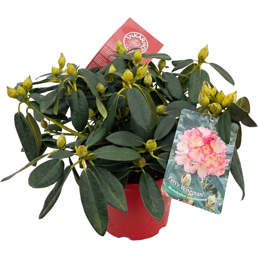 Rhododendron Percy Wiseman Inkarho, C 5 L, D 23 cm, H 40 cm